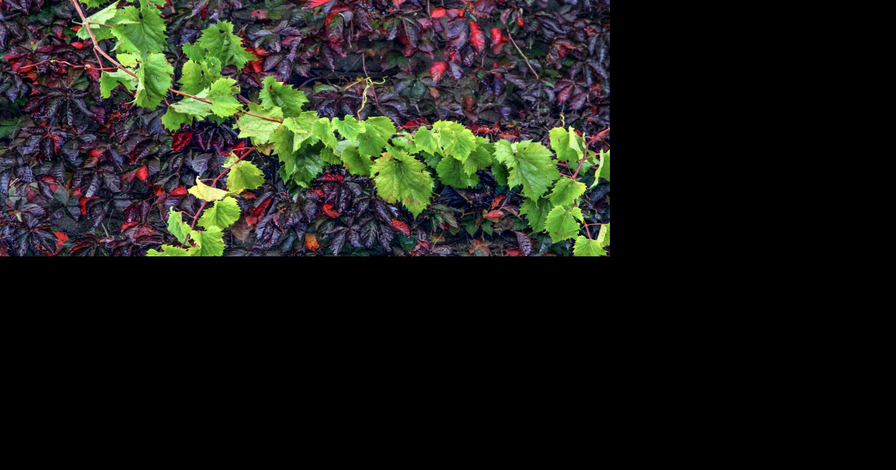 Grapevine