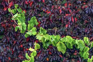 Grapevine