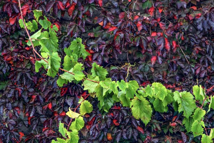 Grapevine