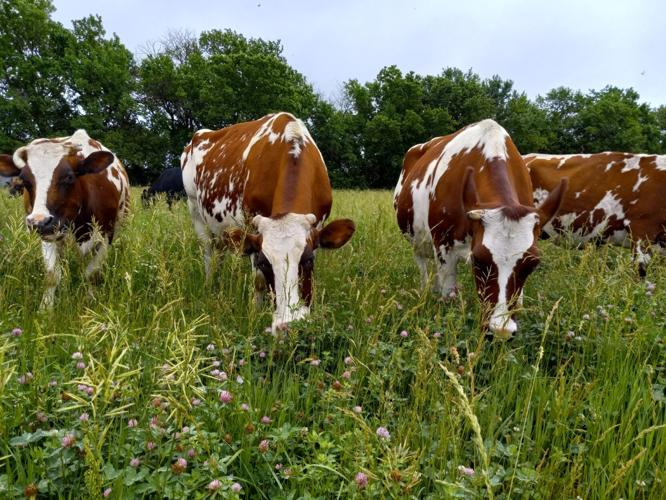 Dairy Faye Farms 1.jpg