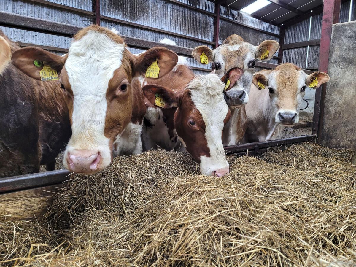 Dairy cows at feed bunk in barn