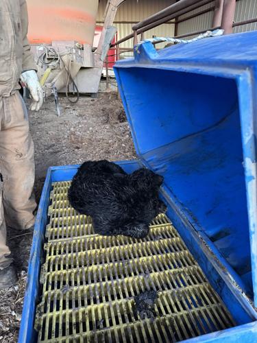 Down on the Farm 1.JPG