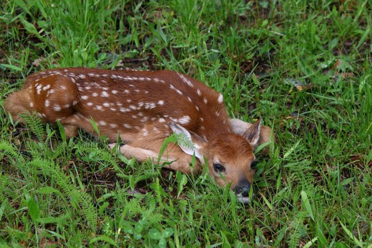 Deer fawn