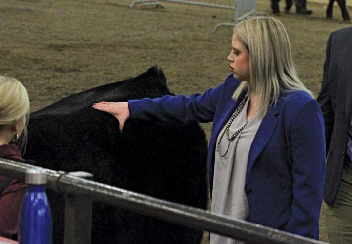 Calah Covey cattle