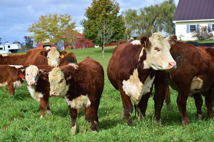 Beef cattle in pasture