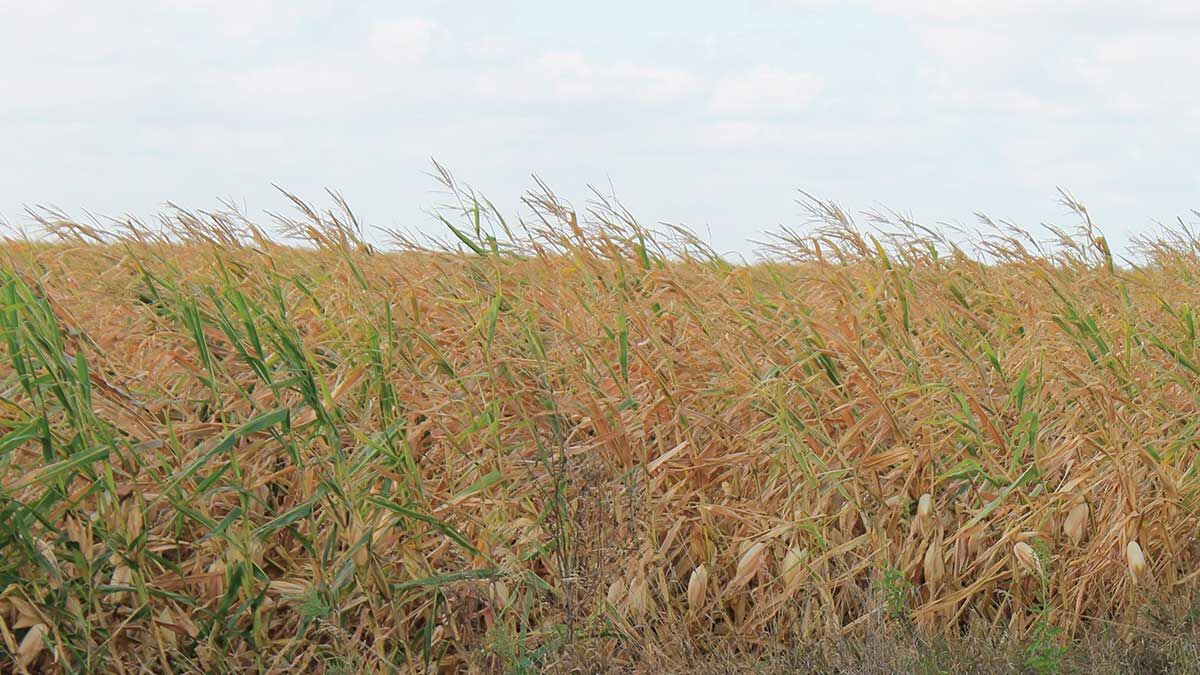 Drought damaged corn