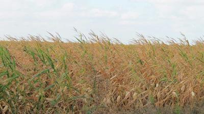 Drought damaged corn
