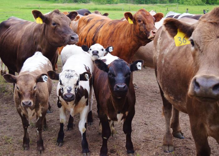 Multi-hued cattle at Brattset Family Farm