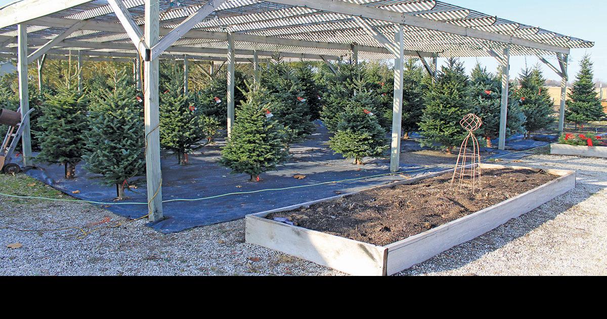 Myers Tree Farm precut Christmas trees