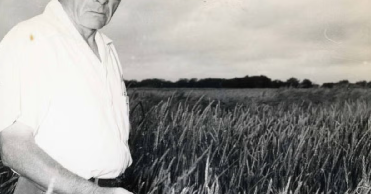 Wheat breeder's legacy lives on