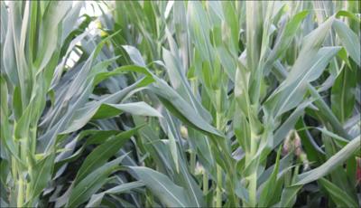 corn field