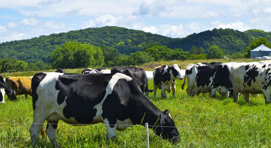 Dairy cattle grazing