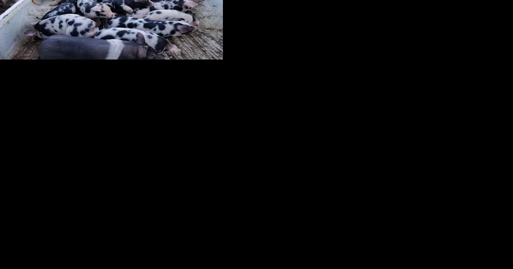 Spot on: Strong productive traits, good carcass quality make spots hogs a desirable breed - Vimarsana News