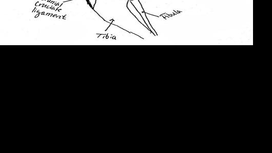 Vet Report How To Treat A Common Leg Injury In Dogs Vet Report