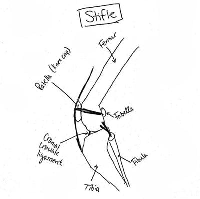 Vet Report How To Treat A Common Leg Injury In Dogs Vet Report