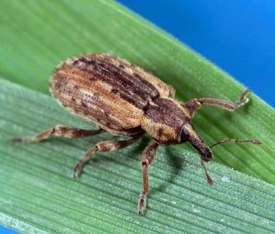 Alfalfa weevil adult