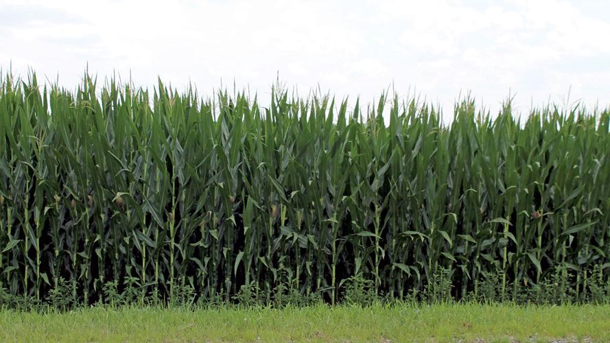 Corn grows in the Missouri River bottom July