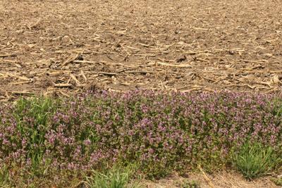 henbit