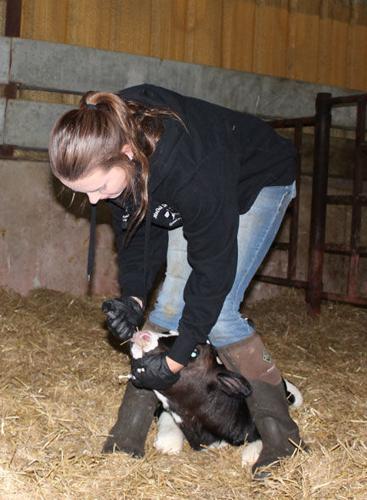 Calf treatment
