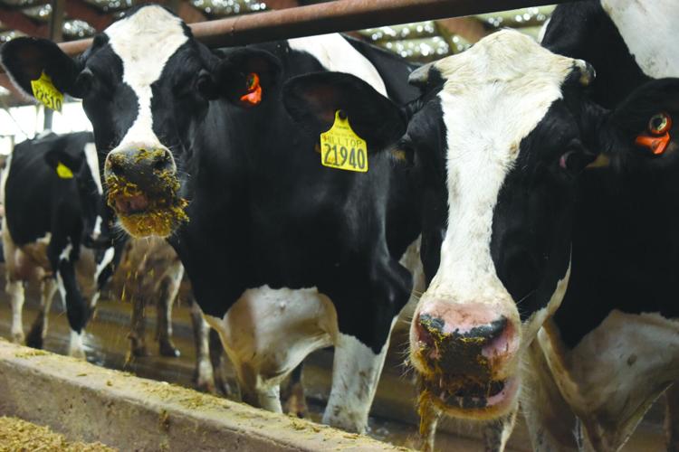 Dairy Nutrition (10).JPG