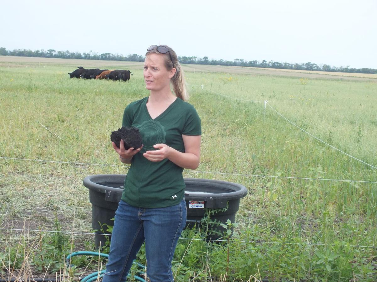 Are Cover Crops And Livestock A Winning Combination In The Red River Valley Crop Agupdate Com