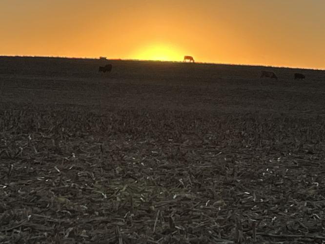 Down on the Farm 3.JPG