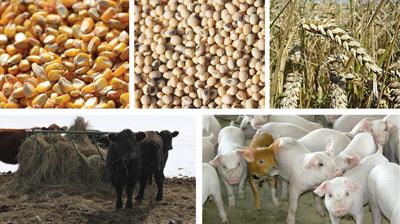 Grain livestock 5 image graphic