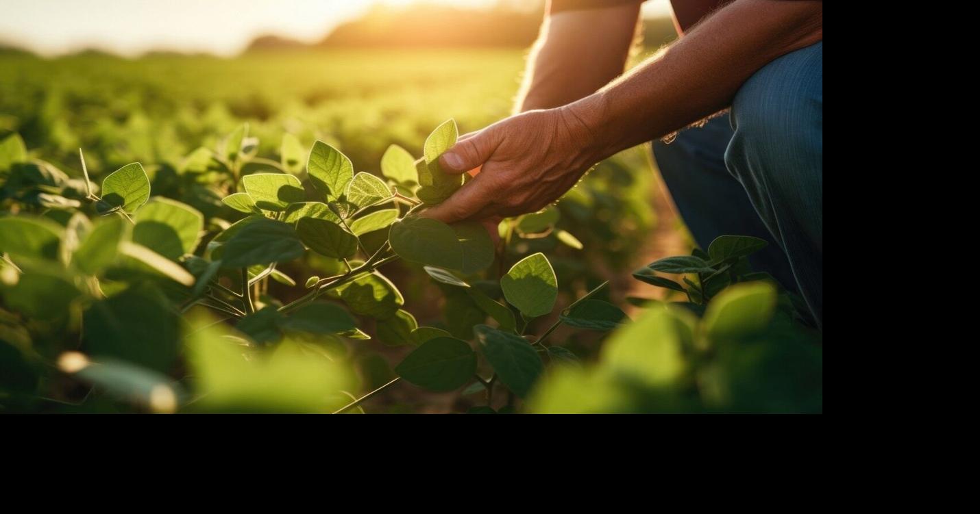 A New Pre-Emergent Tool Against Resistant Palmer Amaranth and Waterhemp