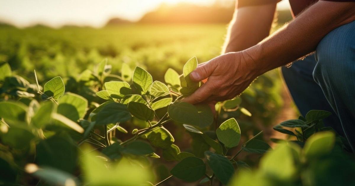 A New Pre-Emergent Tool Against Resistant Palmer Amaranth and Waterhemp