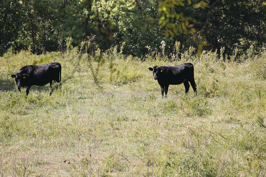 MO pasture