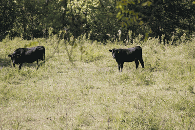 MO pasture