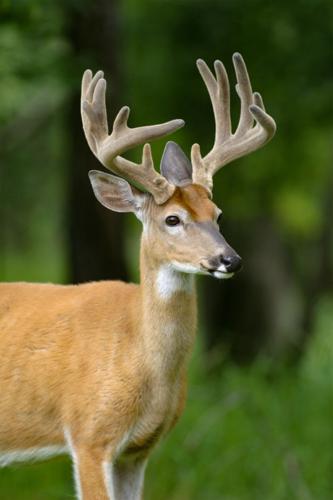 Deer