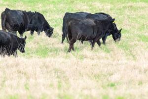 NDCB opens applications for Next Generation Beef Producer Program
