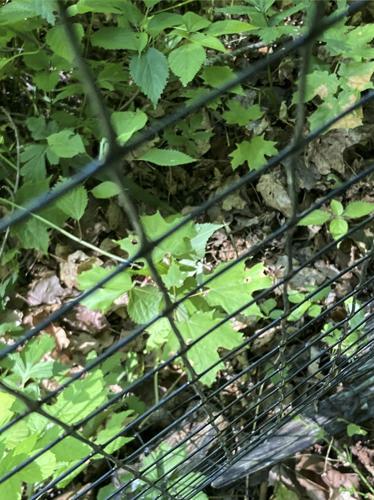 Deer-barrier fencing