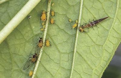 Lacewing larvae