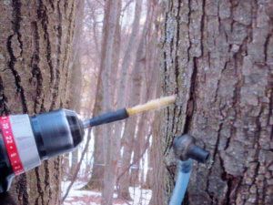 Maple tree being drilled for spile
