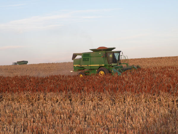 Sorghum Demand Top Priority For Kansas Farmer