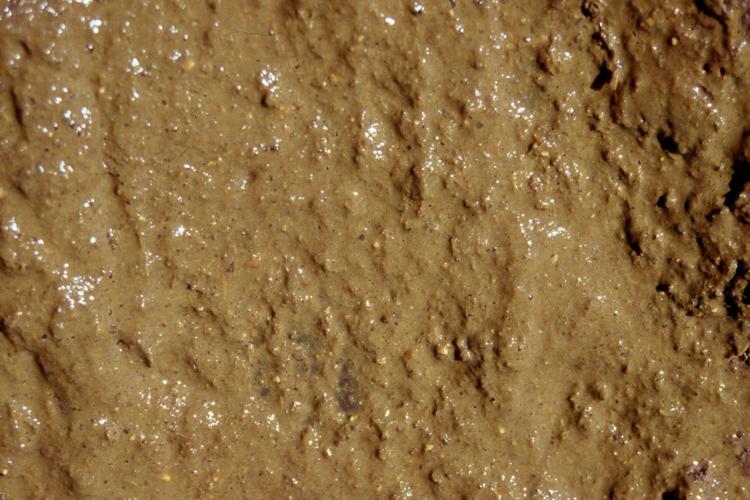 Foamy manure abnormal