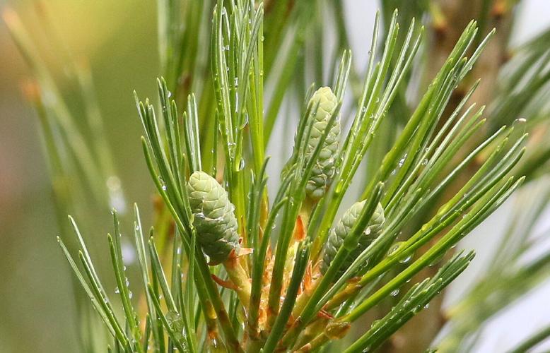 Pine cones