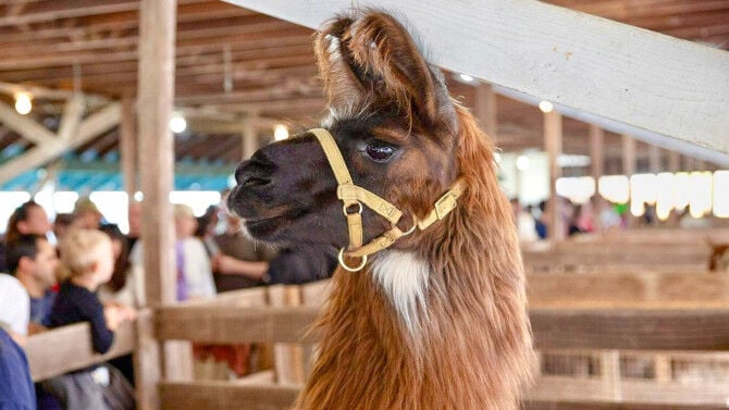 Llama