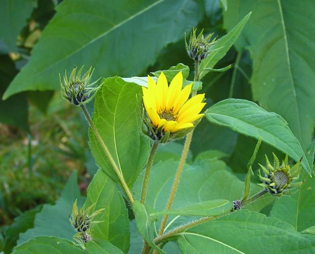 Jerusalem artichoke flowers