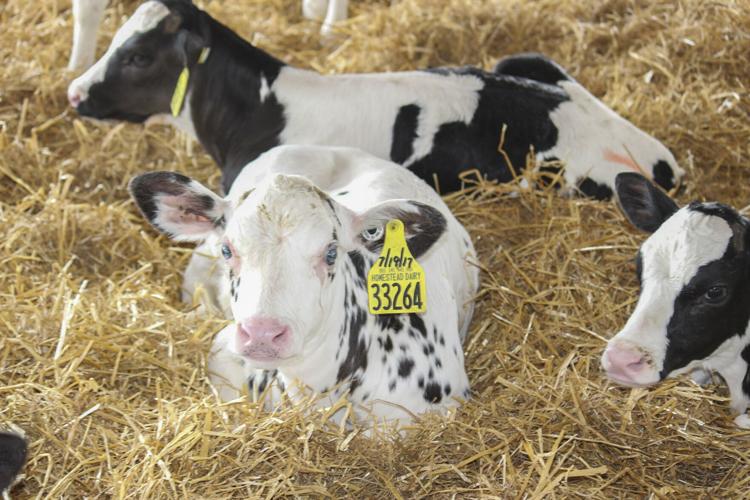 Holstein calf calves -- Homestead Dairy