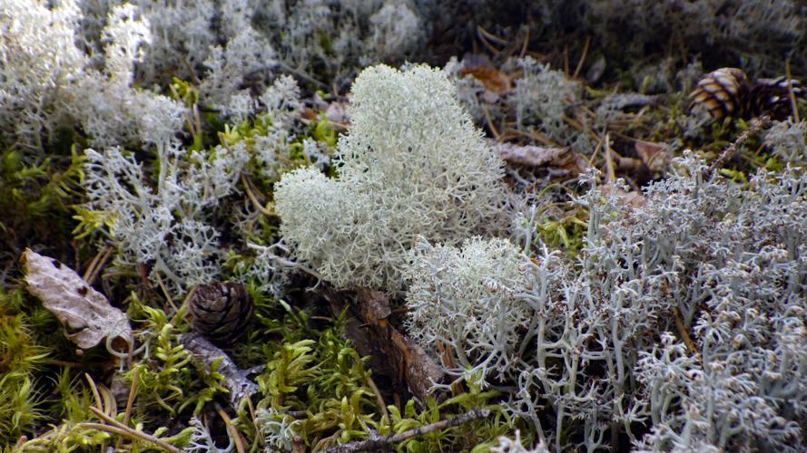 Lichen and moss