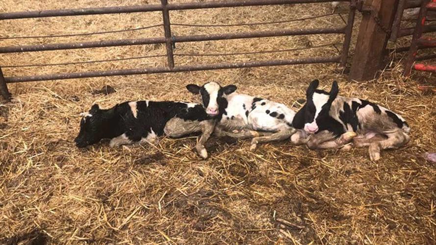 Holstein triplets