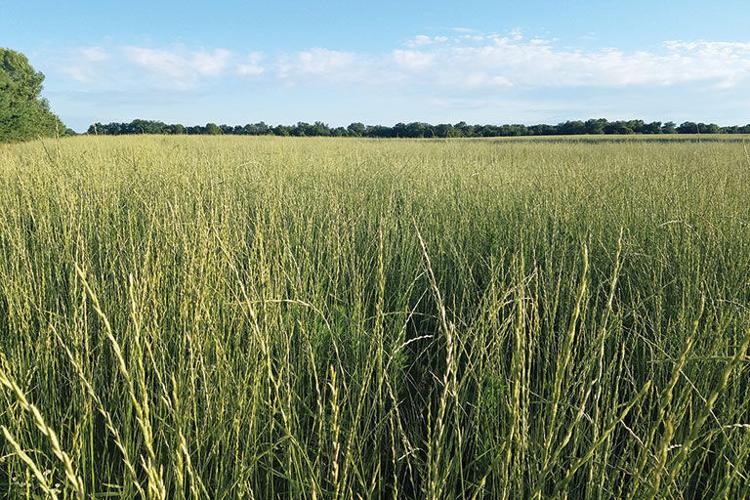 Kernza looks like prairie grass