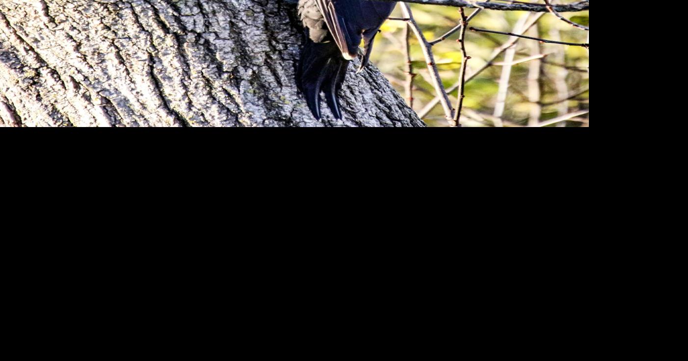 Pileated woodpecker