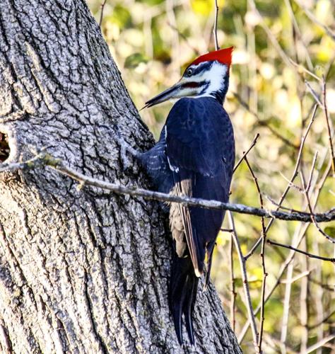 Pileated woodpecker