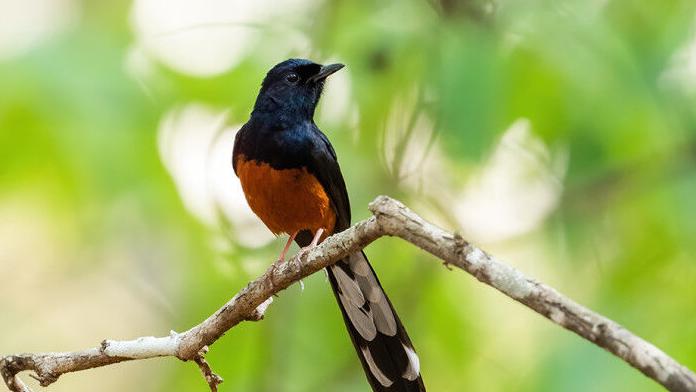 white-rumped Shama