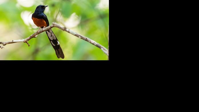 white-rumped Shama