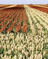 Sorghum can improve food security